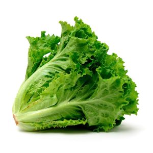 lechuga_c Lechuga Crespa - Hojas en espiral, frescor sin final