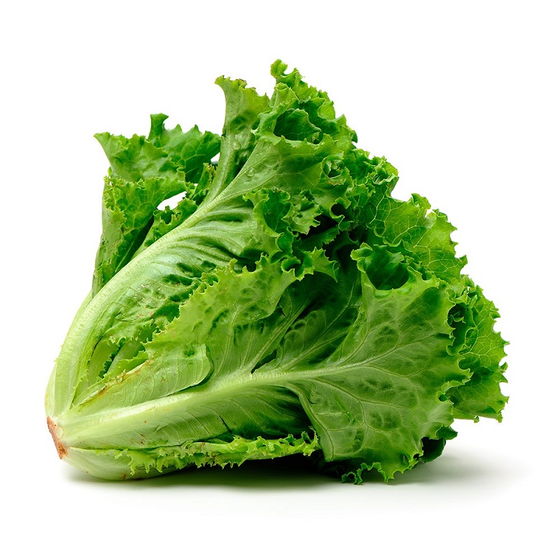 Lechuga Crespa - Hojas en espiral, frescor sin final