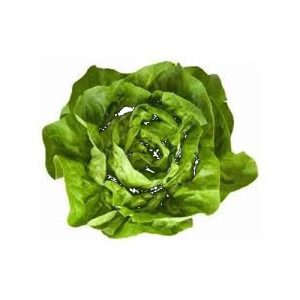 Lechuga Manteca Lechuga Manteca - Suave y ligera, la reina de la ensaladera